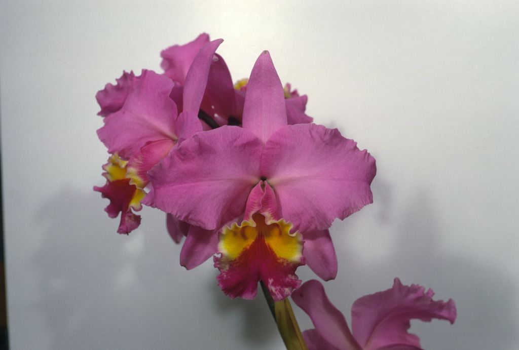Cattleya Irene Holguin #486, Program 3 slide 29, May 1969, roll 196905H6black slide 5